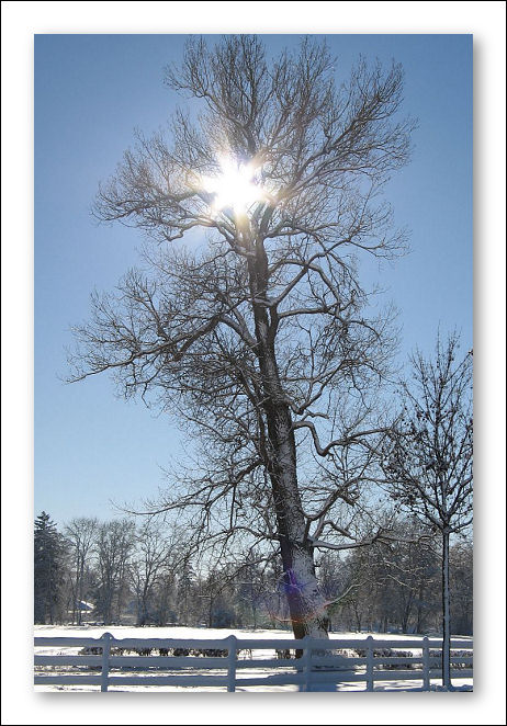 baum_gegen.jpg